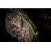 Serpiente Liana verde - Ahaetulla nasuta